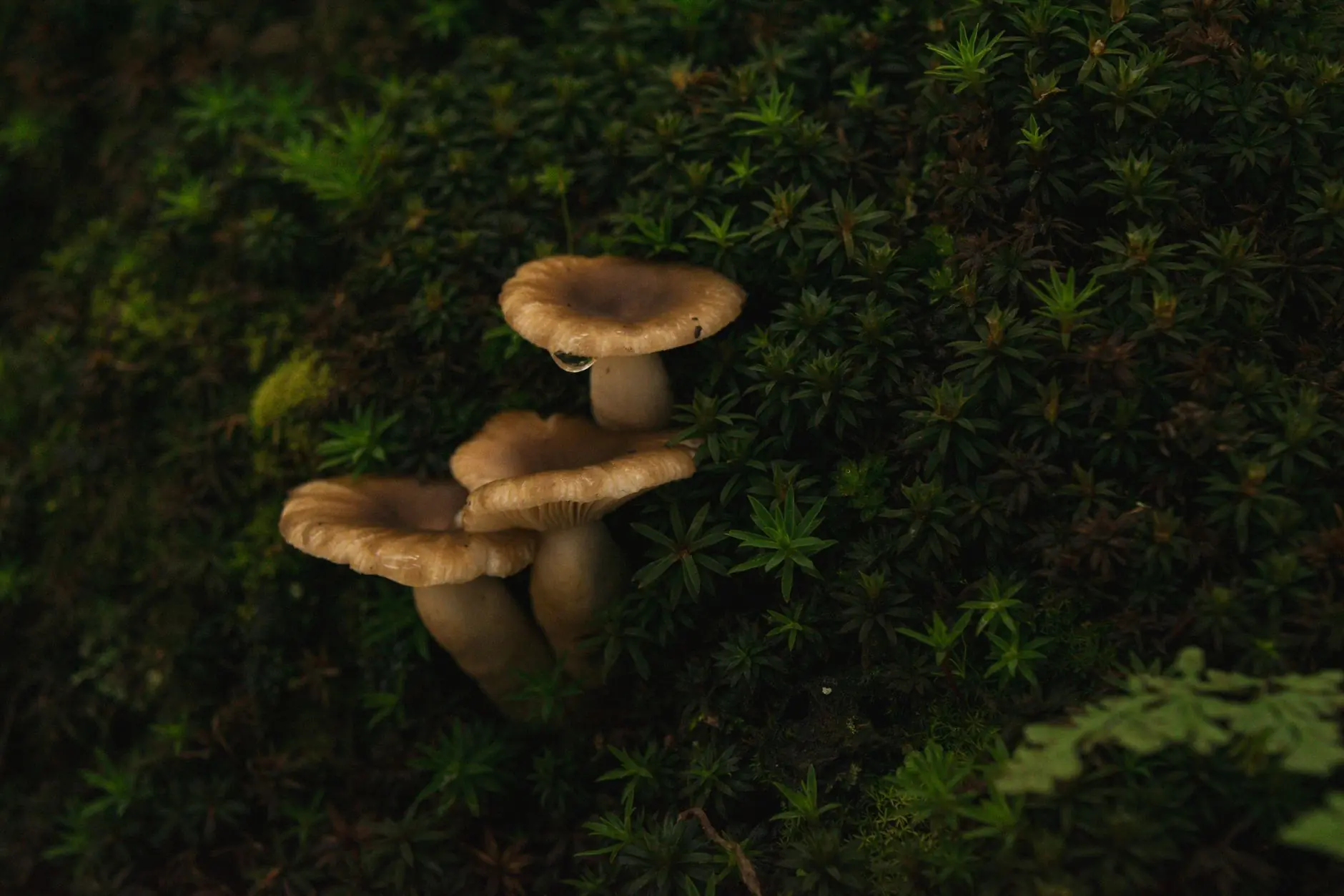 网线与光纤跳线选型指南：数据中心布线规范要点解析
